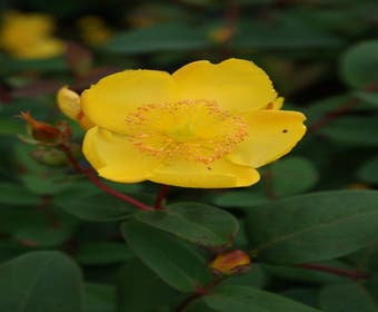 Hertshooi (Hypericum 'Peter Dummer')