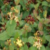 Hertshooi (Hypericum 'Rheingold')