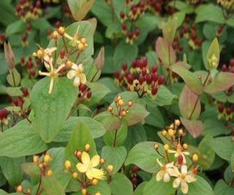 Hertshooi (Hypericum 'Rheingold')
