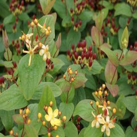 Hertshooi (Hypericum 'Rheingold')