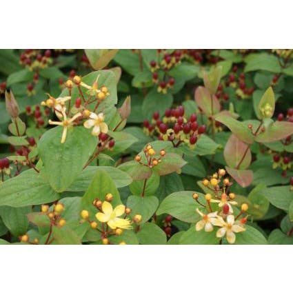 Hypericum Rheingold Hertshooi (Hypericum 'Rheingold') | Directplant