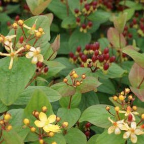 Hypericum Rheingold Hertshooi (Hypericum 'Rheingold')