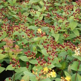 Hypericum Rheingold Hertshooi (Hypericum 'Rheingold')