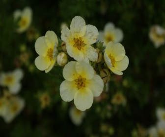 Ganzerik (Potentilla fruticosa 'Limelight')