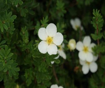 Ganzerik (Potentilla fruticosa 'McKay's White')