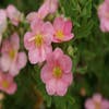 Ganzerik (Potentilla fruticosa 'Blink')