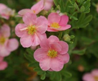 Ganzerik (Potentilla fruticosa 'Blink')