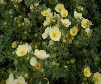 Ganzerik (Potentilla fruticosa 'Primrose Beauty')