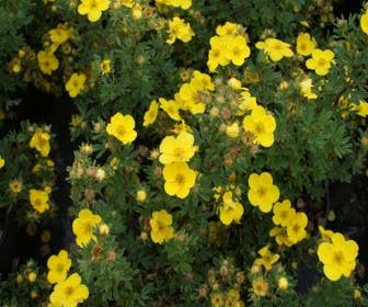 Ganzerik (Potentilla fruticosa 'Sommerflor')