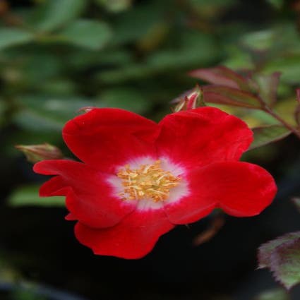 Bodembedekkende Roos (Rosa 'Red Meidiland')