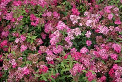 Sierheester spirea