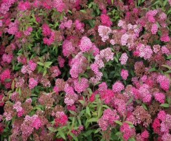 Spierstruik (Spiraea japonica 'Dart's Red')