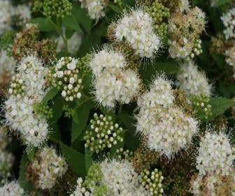 Spierstruik (Spiraea japonica Pigmaea Alba')