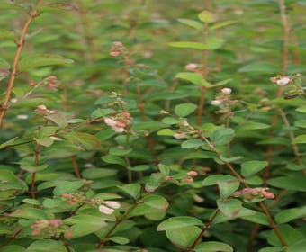 Sneeuwbes (Symphoricarpus doorenbosii 'Amethyst')