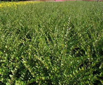 Struikkamperfoelie (Lonicera nitida 'Elegant')