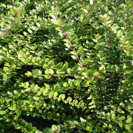 Lonicera nitida 'Elegant' (Kamperfoelie)