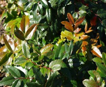 Mahoniestruik (Mahonia aquifolium 'Hillary')