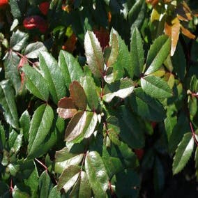 Mahoniestruik (Mahonia aquifolium 'Hillary')