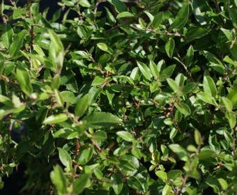 Vuurdoorn (Pyracantha 'Red Cushion')