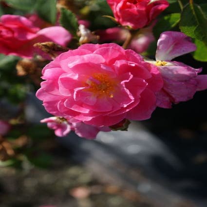 Bodembedekkende Roos (Rosa 'Magic Meidiland')