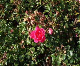 Bodembedekkende Roos (Rosa 'Neon')