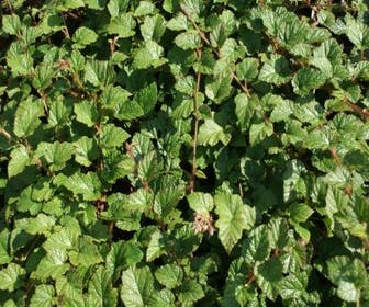Sierbraam (Rubus tricolor)