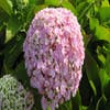 Seringhortensia (Hydrangea macrophylla 'Ayesha')
