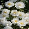 Stamroos (Rosa 'Guirlande d'Amour')