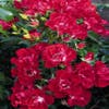 stamroos (Rosa 'Rambling Rosie')