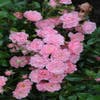 Bodembedekkende roos (Rosa 'The Fairy')