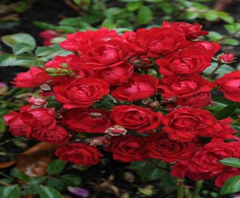Bodembedekkende roos (Rosa 'Fairy King')