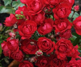 Bodembedekkende roos (Rosa 'Fairy King')