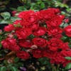 Stamroos (Rosa 'Fairy King')