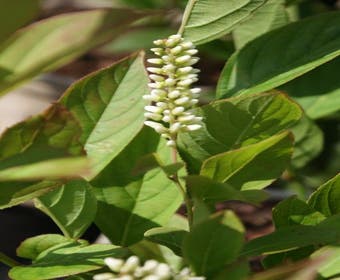 Bloemwilg (Itea virginica 'Little Henry')