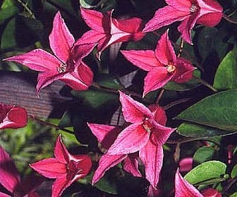 Bosrank (Clematis 'Princess Diana')