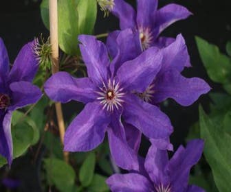 Bosrank (Clematis 'The President')