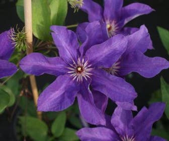 Bosrank (Clematis 'The President')