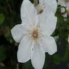 Bosrank (Clematis 'Destiny')
