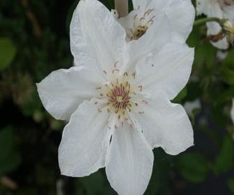 Bosrank (Clematis 'Destiny')