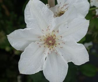 Bosrank (Clematis 'Destiny')
