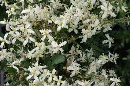 Clematis 