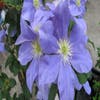 Bosrank (Clematis 'Fujimusume')