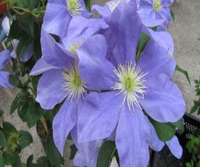 Bosrank (Clematis 'Fujimusume')