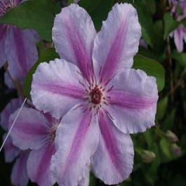 Clematis 'Girenas' kopen en online bestellen
