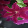 Bosrank (Clematis 'Huvi')