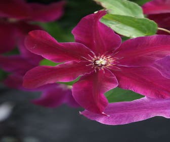 Bosrank (Clematis 'Huvi')