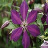 Bosrank (Clematis 'Mikelite')