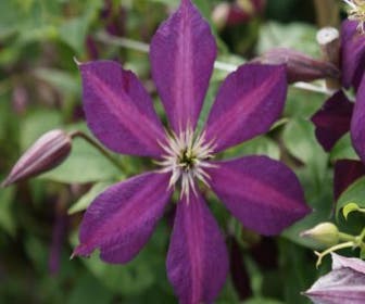 Bosrank (Clematis 'Mikelite')