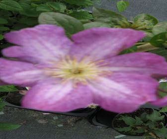 Bosrank (Clematis 'Miniseelik')