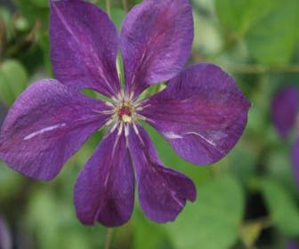 Bosrank (Clematis 'Negritjanka')